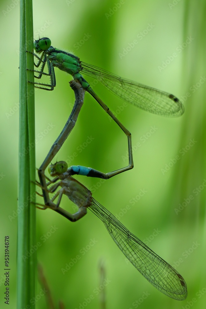 portrait of mating damselflies in the garden, 01 September 2024 Indonesia portrait of mating damselflies in the garden, 01 September 2024 Indonesia