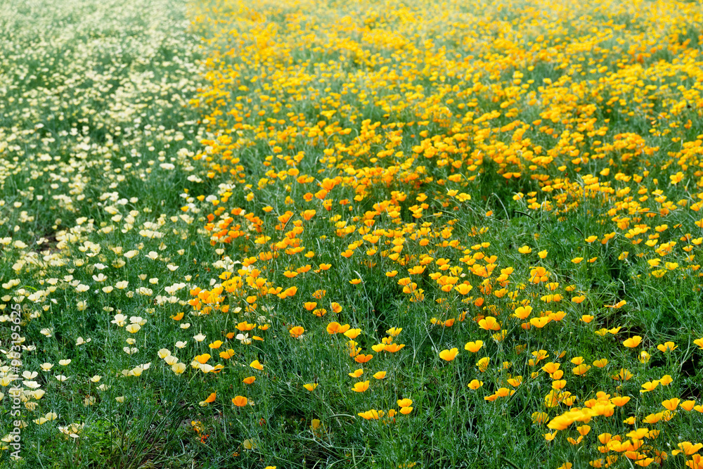 Obraz premium 一面に広がる白と黄色の花々