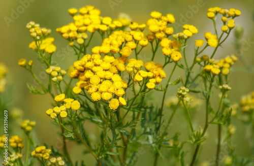 Small yellow flowers on a steppe plant in summer