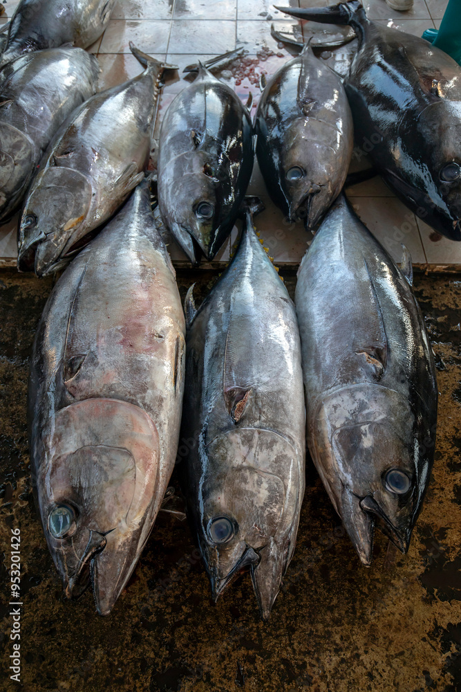 Freshly caught yellow fin tuna for sale at the Negombo Fish Market on the west coast of Sri Lanka in the early morning. Freshly caught yellow fin tuna for sale at the Negombo Fish Market on the west coast of Sri Lanka in the early morning.