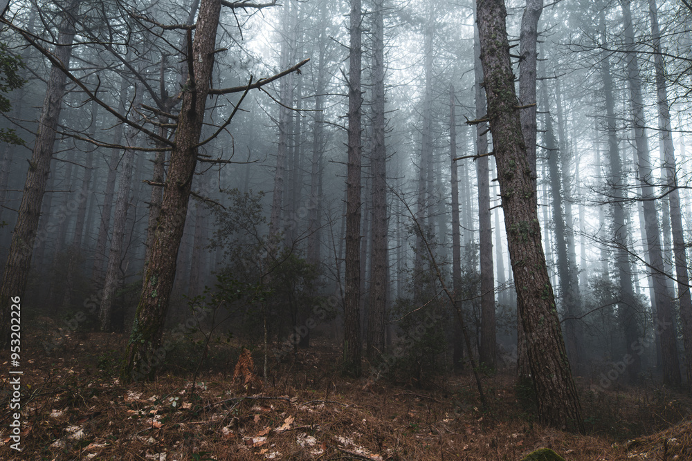 Obraz premium misty woods in the morning 