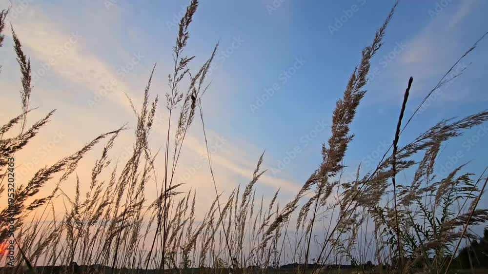 Wildflowers in the Meadow on the background of the sunset Wildflowers in the Meadow on the background of the sunset