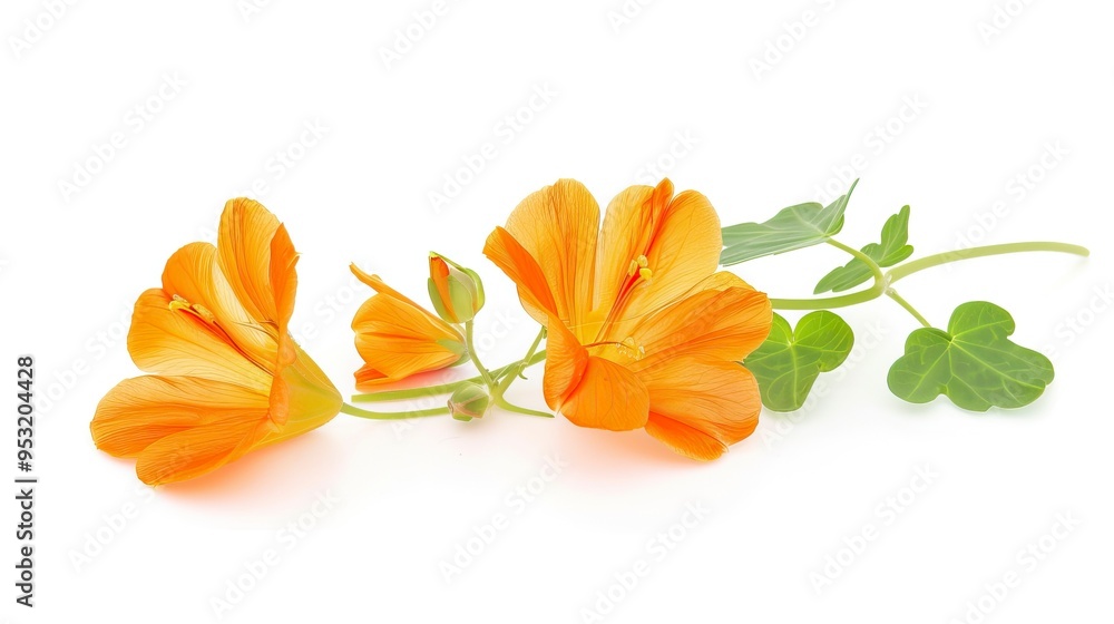 Cubios (Tropaeolum tuberosum) isolated on white background Cubios (Tropaeolum tuberosum) isolated on white background