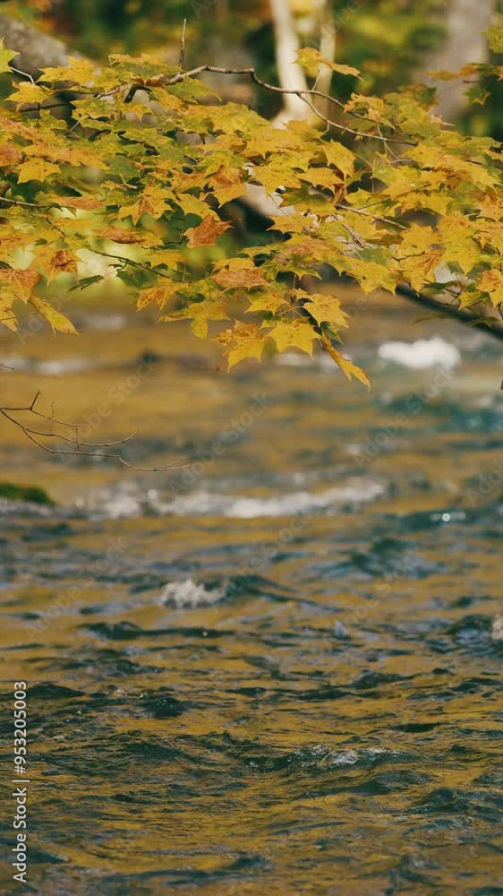 Dramatic view of red maple leaves and water flowing in autumn or fall, Oirase Gorge in Aomori Prefecture in Japan, Vertical video for smartphone footage, Travel or outdoor Dramatic view of red maple leaves and water flowing in autumn or fall, Oirase Gorge in Aomori Prefecture in Japan, Vertical video for smartphone footage, Travel or outdoor