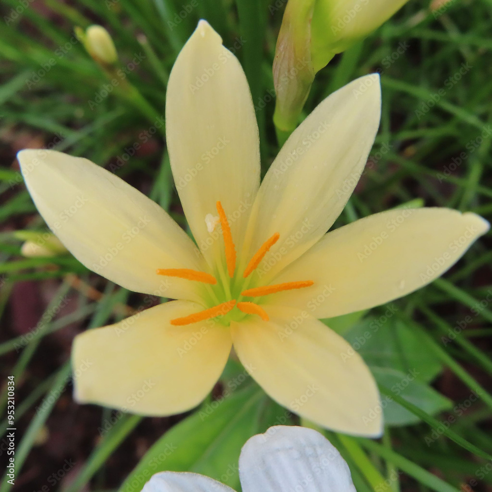 日本で夏にタマスダレが白い花を咲かせています 日本で夏にタマスダレが白い花を咲かせています