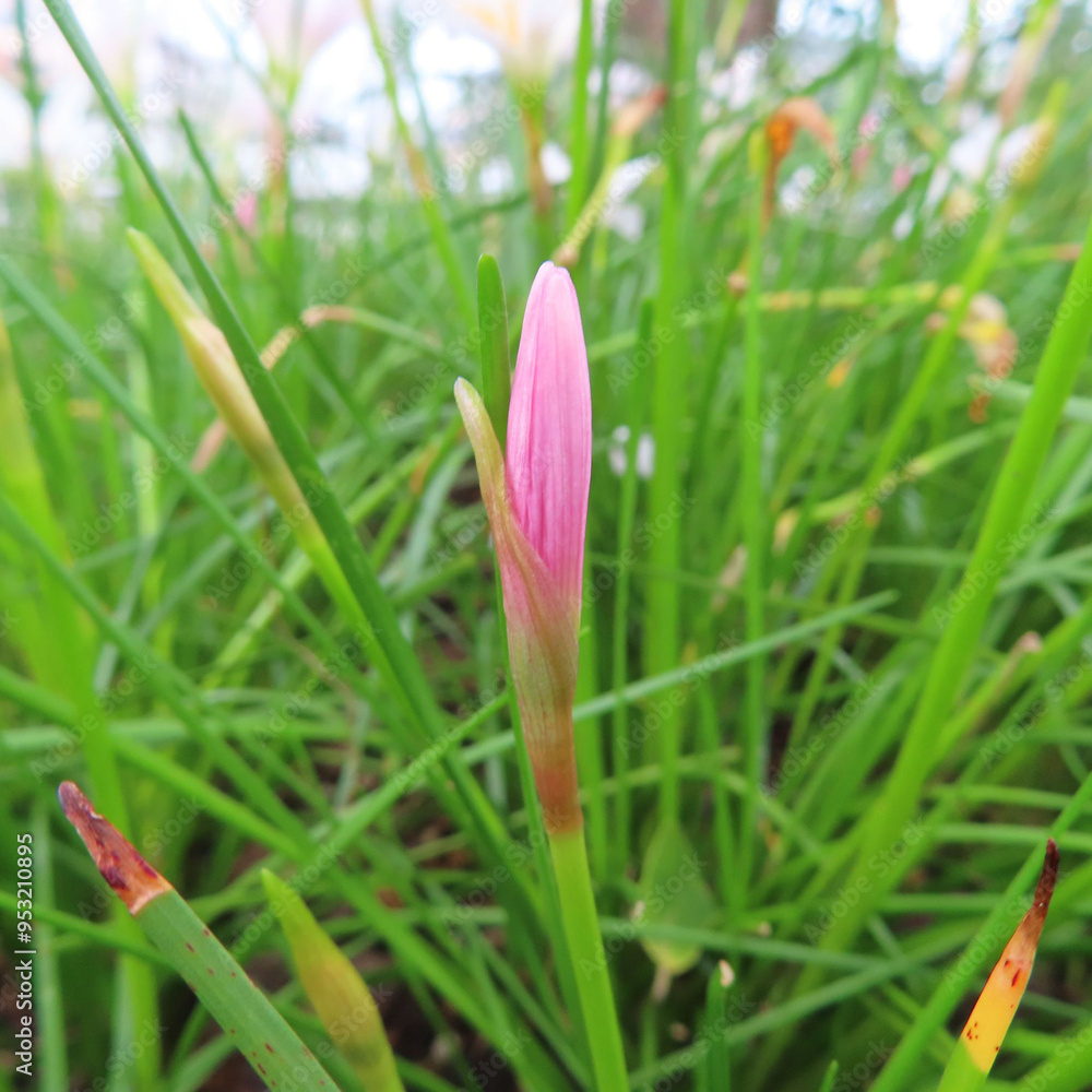 日本で夏にタマスダレが白い花を咲かせています