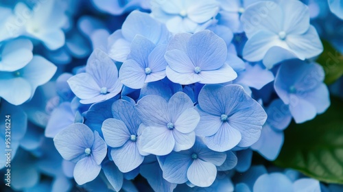 A close-up of blue hydrangea flowers in full bloom, showcasing their delicate petals