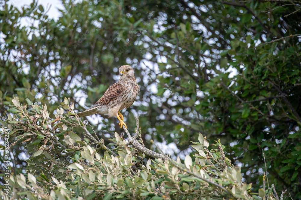 kestrel a bird of prey species belonging to the kestrel group of the falcon family perched in a tree kestrel a bird of prey species belonging to the kestrel group of the falcon family perched in a tree