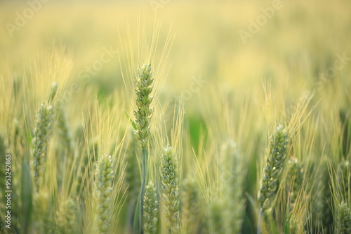 Wheat is growing in the field ,The wheat fields are under the blue sky and white clouds