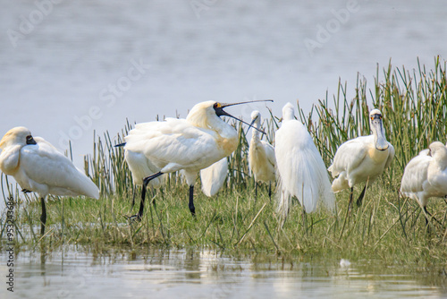 Schilderij op canvas A Flock of Black-faced Spoonbills in Breeding Plumage Interact on the Water's Ed