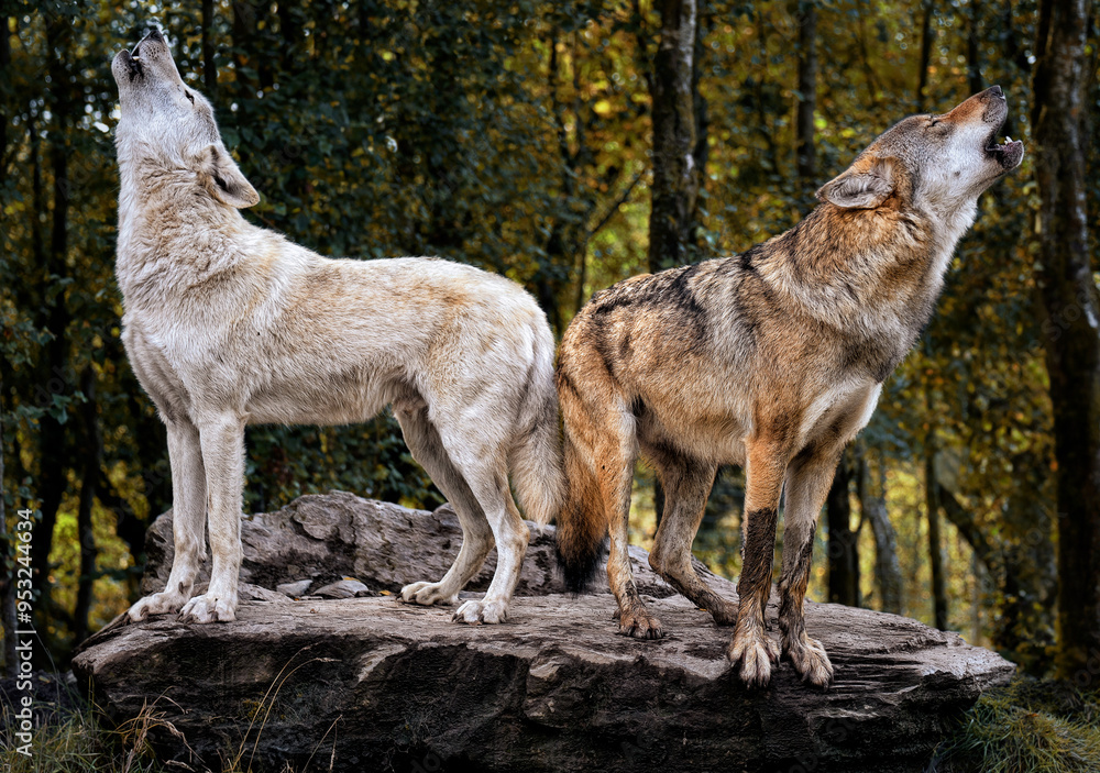 Fototapeta premium A close up of Grey Wolves howling (Gray Wolves)