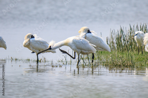 Black-Faced Spoonbills Resting in Wetland Habitat at Evening Time, Mai Po Natural Reserve, Hong Kong photo