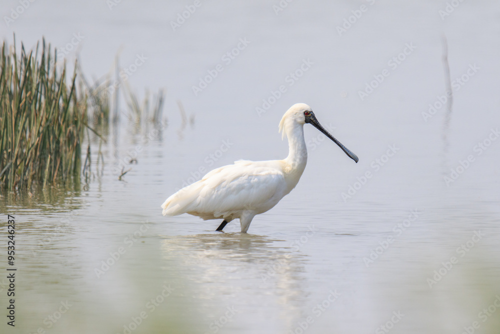 Close-Up of Black-Faced Spoonbill Standing in Water, Mai Po Natural Reserve, Hong Kong Close-Up of Black-Faced Spoonbill Standing in Water, Mai Po Natural Reserve, Hong Kong