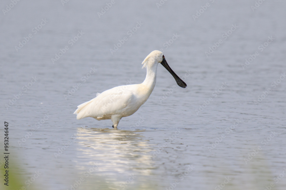 Black Faced Spoonbill in Breeding Plumage Standing in Water Black Faced Spoonbill in Breeding Plumage Standing in Water