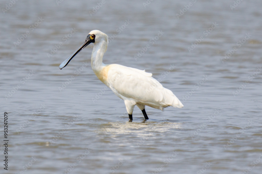 Close-Up of Black-Faced Spoonbill Standing in Water, Mai Po Natural Reserve, Hong Kong Close-Up of Black-Faced Spoonbill Standing in Water, Mai Po Natural Reserve, Hong Kong