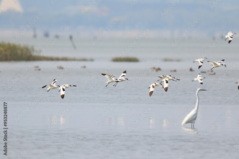 Pied Avocets in Large Flock Flying Over Water, Mai Po Natural Reserve, Hong Kong Pied Avocets in Large Flock Flying Over Water, Mai Po Natural Reserve, Hong Kong