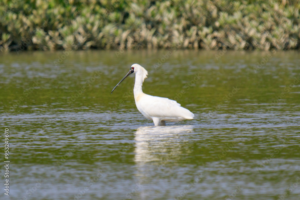 Black Faced Spoonbill in Breeding Plumage Standing in Water Black Faced Spoonbill in Breeding Plumage Standing in Water