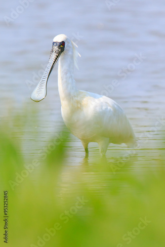 Close-Up of Black-Faced Spoonbill with Breeding Plumage Standing in Water, Mai Po Natural Reserve, Hong Kong photo