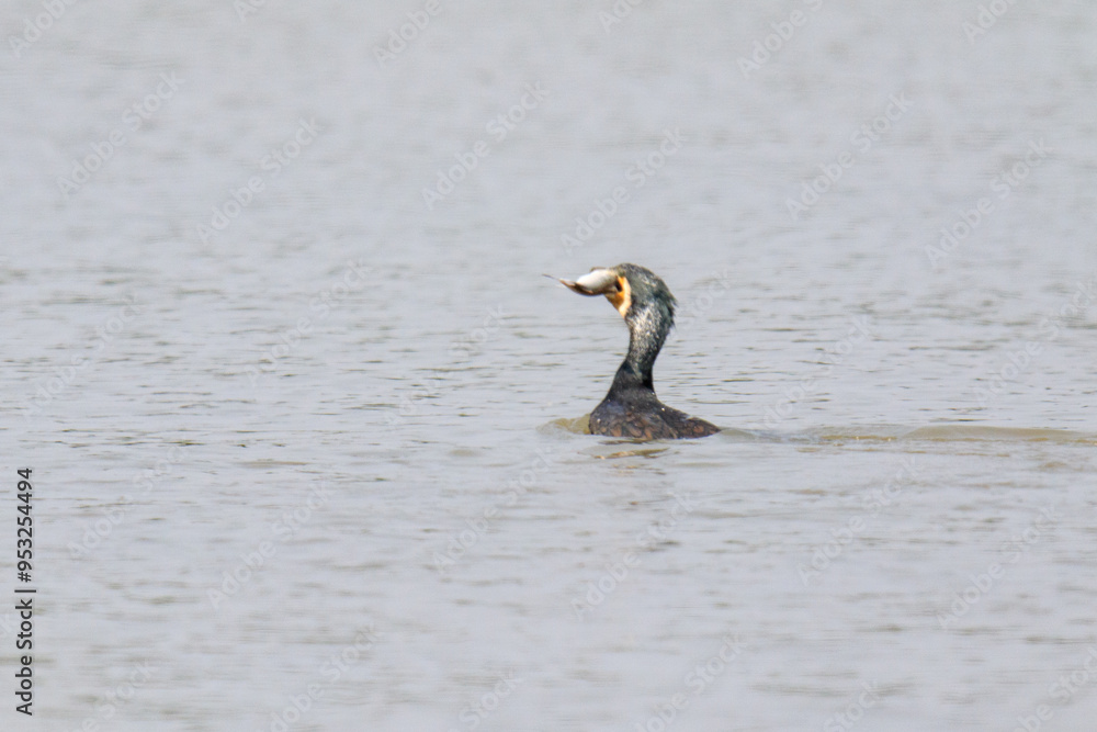 A Great Cormorant Swims Through the Water, Fish Caught in Its Beak A Great Cormorant Swims Through the Water, Fish Caught in Its Beak
