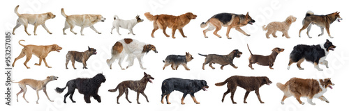 Photography Collection of dog portraits on white background