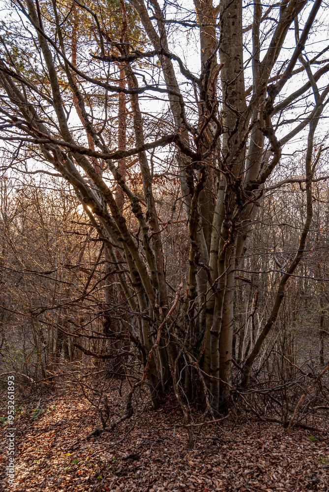 Dolina Popradu, Popradzki Park Krajobrazowy, wiosna Dolina Popradu, Popradzki Park Krajobrazowy, wiosna
