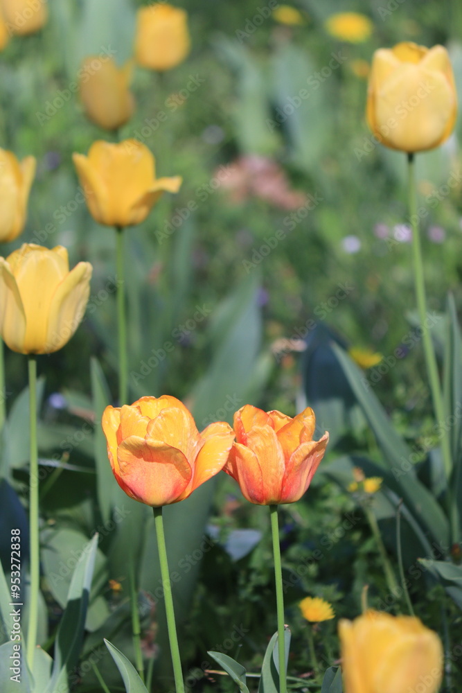 red and yellow tulips