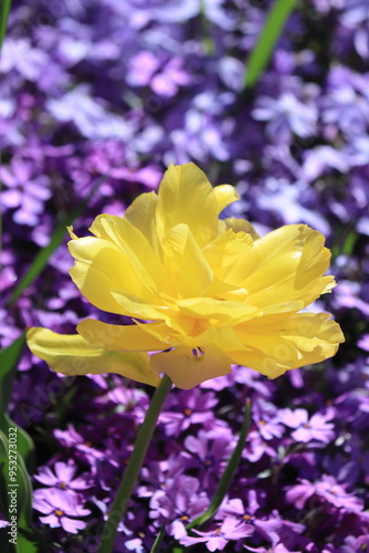 Yellow flower with background of purple flowers