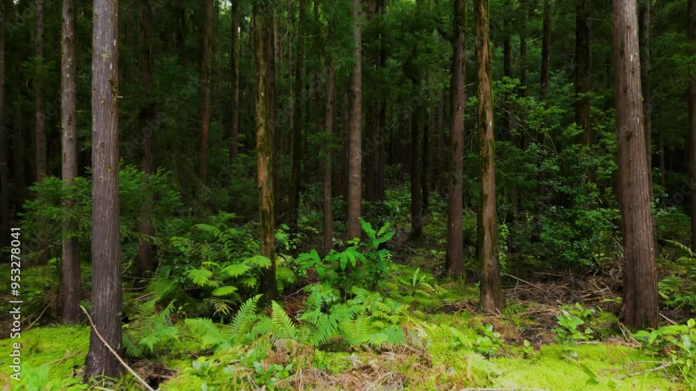 Dichter Urwald auf der bergigen Azoren-Insel Terceira – Drohnenaufnahme der sattgrünen Natur Dichter Urwald auf der bergigen Azoren-Insel Terceira – Drohnenaufnahme der sattgrünen Natur
