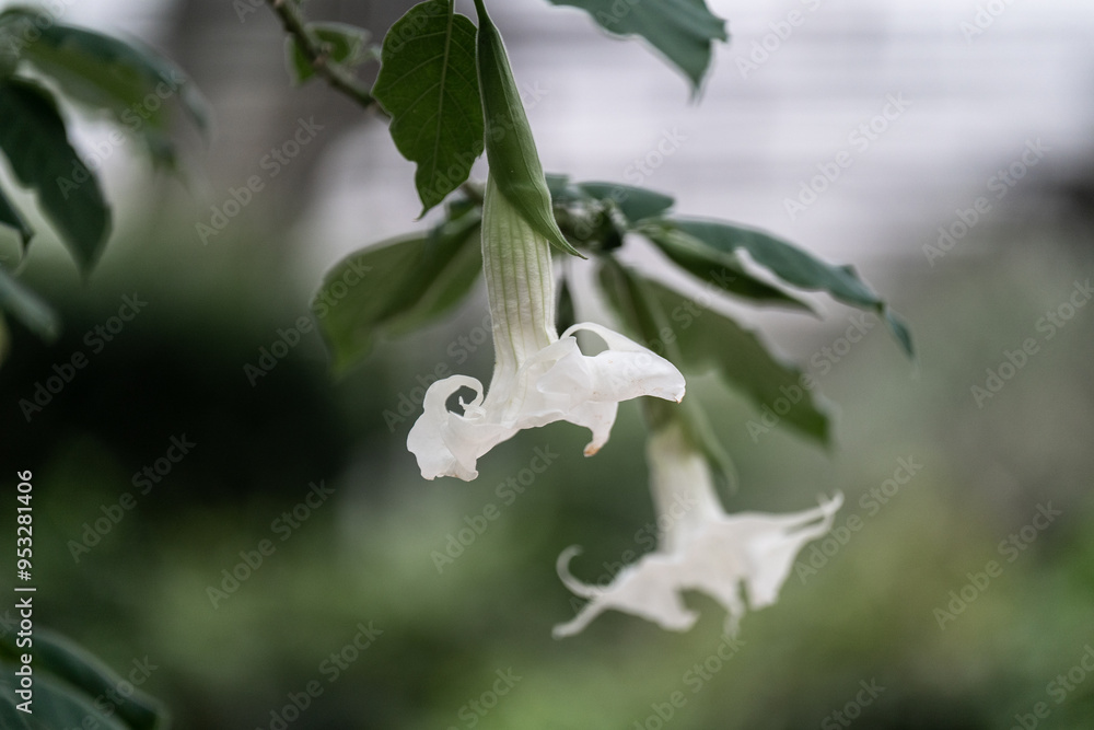 white angel's trumpet flower blooming on tree white angel's trumpet flower blooming on tree