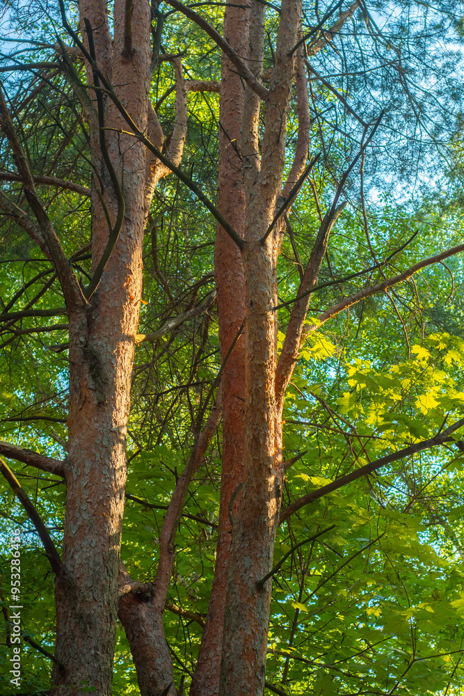 Pine trees in the forest in the bright orange light of the sun. Pine trees in the forest in the bright orange light of the sun.