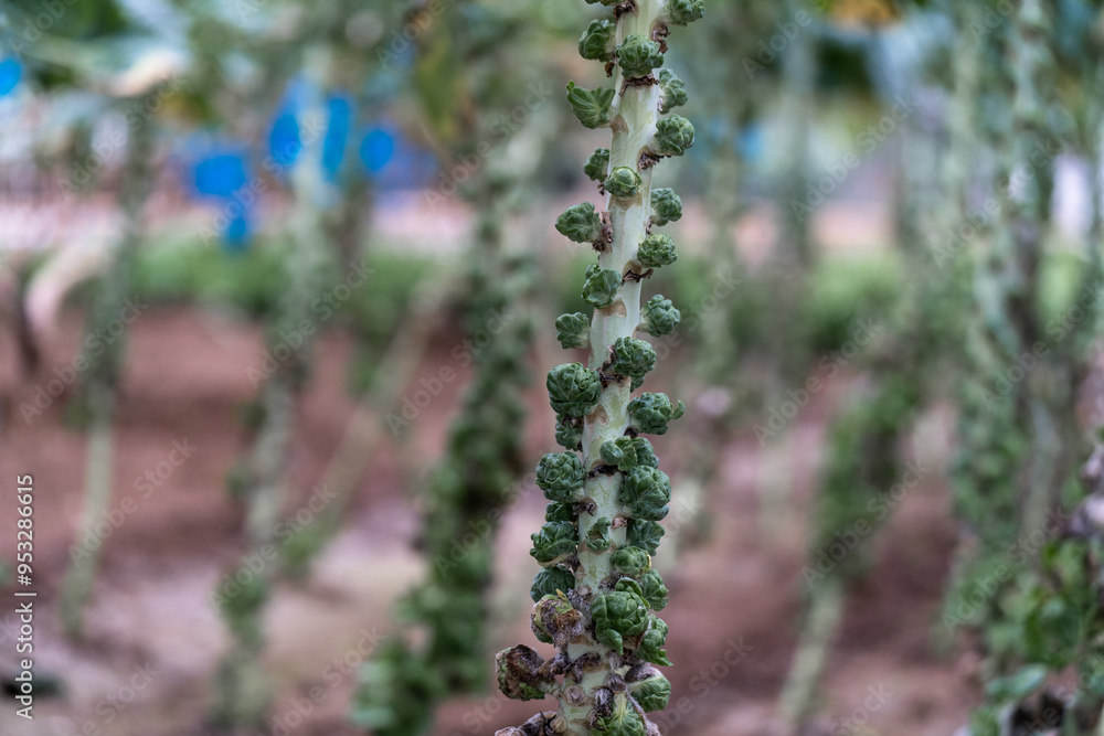 Brassica oleracea in garden