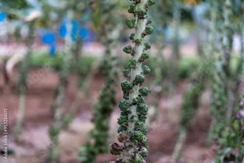 Obraz na płótnie Brassica oleracea in garden w salonie