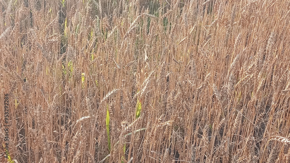 Fototapeta premium Vibrant golden wheat field basking in the sun s glow on a summer day