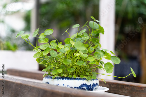 Hydrocotyle vulgaris in pot in garden photo