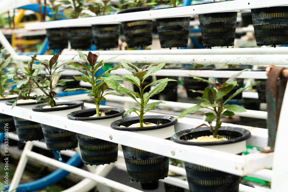 Fototapeta premium green plant in pot in greenhouse