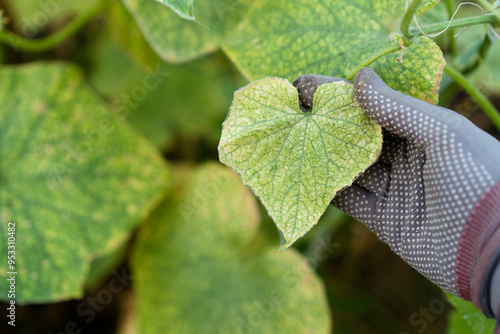 spider mites on cucumbers in the greenhouse, crop pests in the vegetable garden