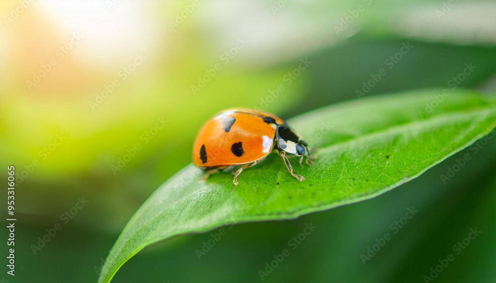 Lady bug on green leaf. Small insect. Ecology and environment concept. Close-up. Lady bug on green leaf. Small insect. Ecology and environment concept. Close-up.