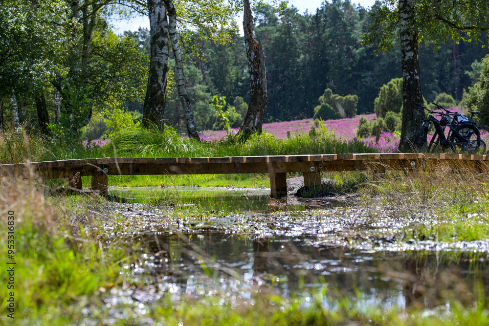 Wasserlauf in der Lüneburger Heide, Blüte, Niedersachsen, Deutschland Wasserlauf in der Lüneburger Heide, Blüte, Niedersachsen, Deutschland