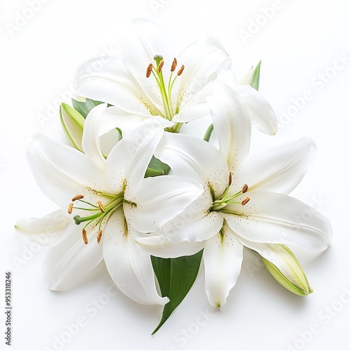 Lilies are tall, perennial plants with leafy stems, scaly bulbs, and large flowers on white background. Generative ai.