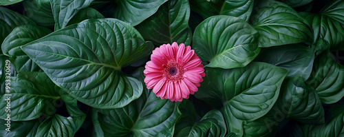 Wallpaper Mural Single Pink Gerbera Flower Among Green Leaves Torontodigital.ca
