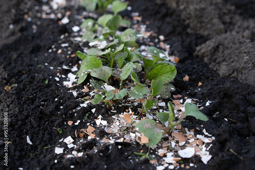 eggshell fertilizer for vegetable garden, root feeding, crop pest protection