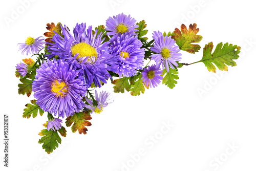 Purple flowers (aster and c...