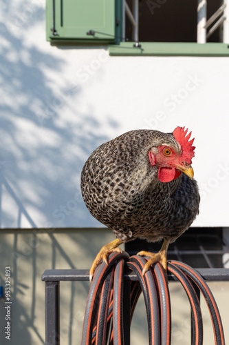 Ein Huhn sitzt auf dem Geländer und dem Gartenschlauch neben dem Haus.