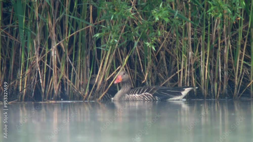 one Gray goose (Anser anser) swims on a reflecting lake on a summer morning in Magdeburg - Saxony Anhalt - Germany - Europe one Gray goose (Anser anser) swims on a reflecting lake on a summer morning in Magdeburg - Saxony Anhalt - Germany - Europe