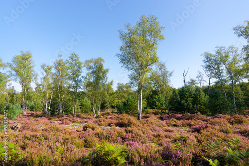 La Touche aux Mulets heathers land in Fontainebleau forest photo