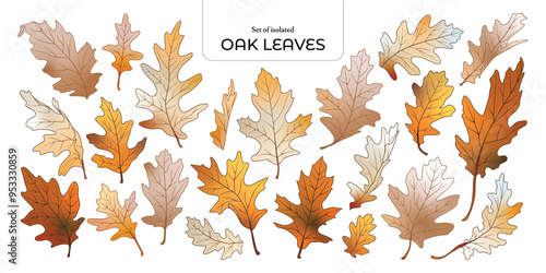 Set of isolated oak leaves. Cute Autumn foliage illustration in hand drawn style. Brown outline with orange and light brown colors on transparent background.
