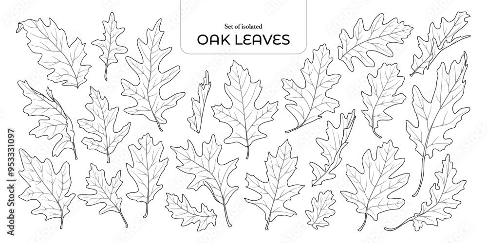 Set of isolated oak leaves. Cute Autumn foliage illustration in hand drawn style. Black outline and white plane on transparent background. Set of isolated oak leaves. Cute Autumn foliage illustration in hand drawn style. Black outline and white plane on transparent background.