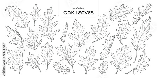 Set of isolated oak leaves. Cute Autumn foliage illustration in hand drawn style. Black outline and white plane on transparent background.