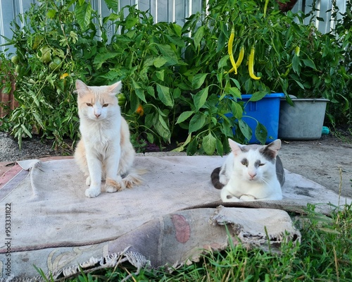 Two Adorable Kittens Enjoying Playtime in the Garden
 photo