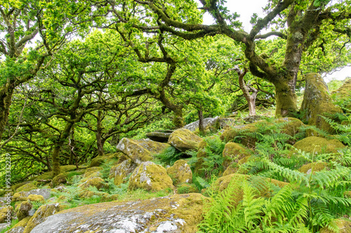 Canvas Print Low angle view under the canopy of green trees in Wistman's Wood, an ancient tem
